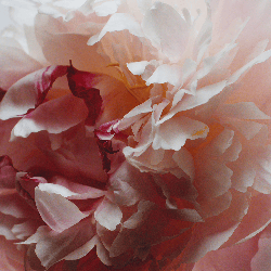 Peony & Blush Suede Cologne