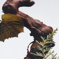 Cypress & Grapevine Cologne Intense