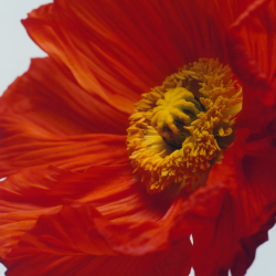 Scarlet Poppy Cologne Intense